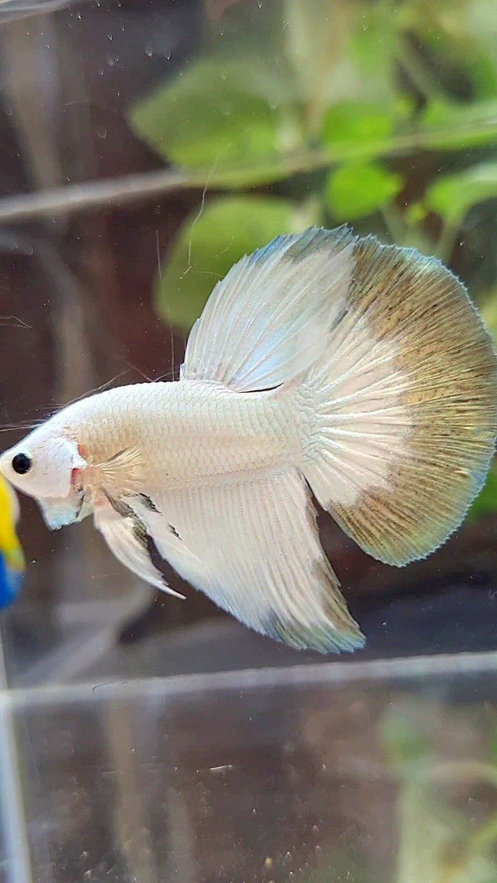 HALFMOON COPPER RIM BUTTERFLY PATTERN BETTA FISH