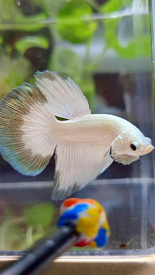 HALFMOON COPPER RIM BUTTERFLY PATTERN BETTA FISH