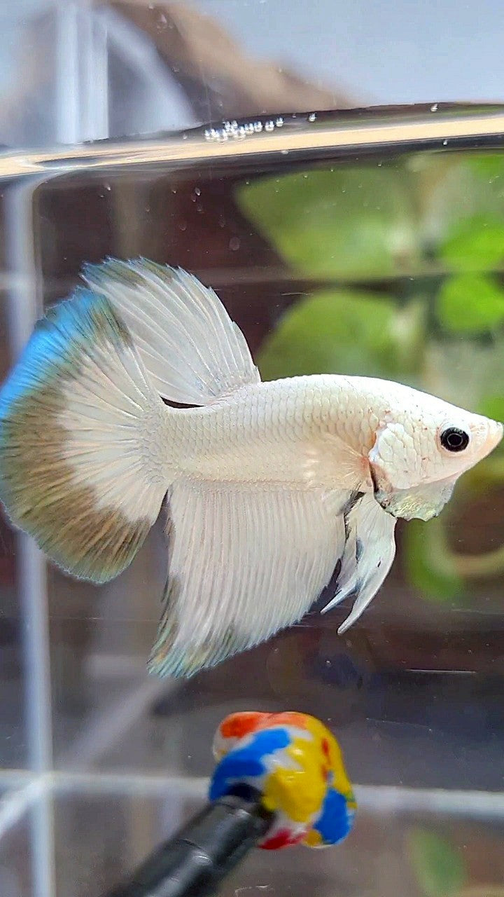 HALFMOON COPPER RIM BUTTERFLY PATTERN BETTA FISH