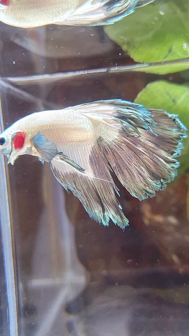 HALFMOON ROSETAIL COPPER RIM BETTA FISH