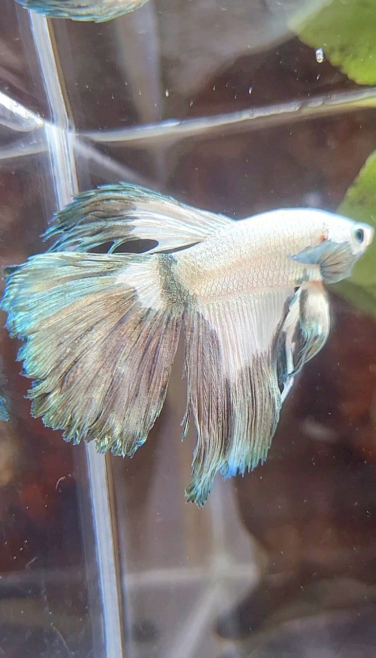 HALFMOON ROSETAIL COPPER RIM BETTA FISH