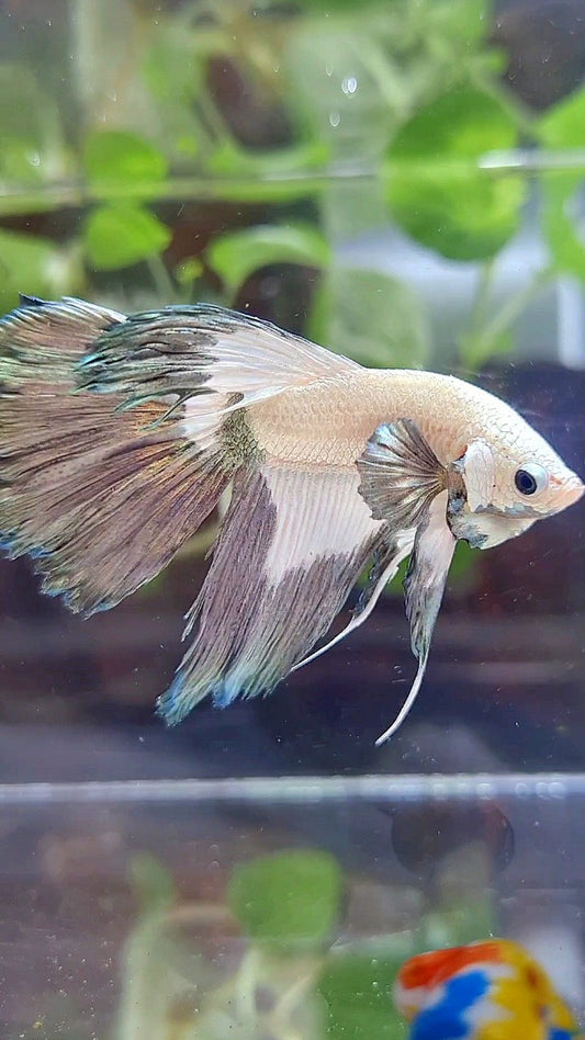 HALFMOON ROSETAIL COPPER RIM BETTA FISH
