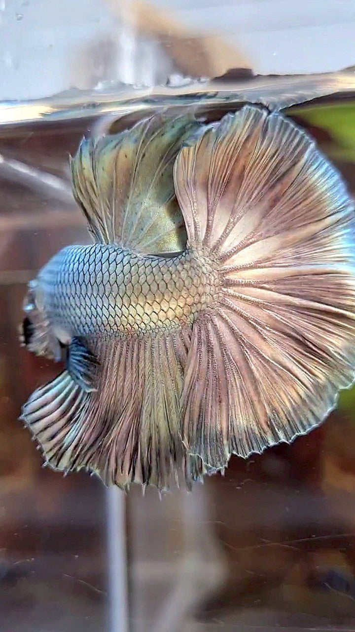 HALFMOON ROSETAIL SUPER COPPER FULLMASK BETTA FISH