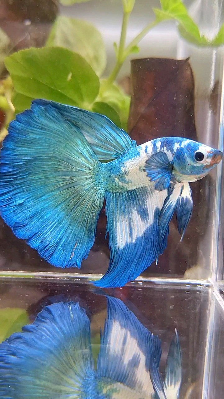 HALFMOON ROSETAIL BLUE DOTS MARBLE RIM BETTA FISH