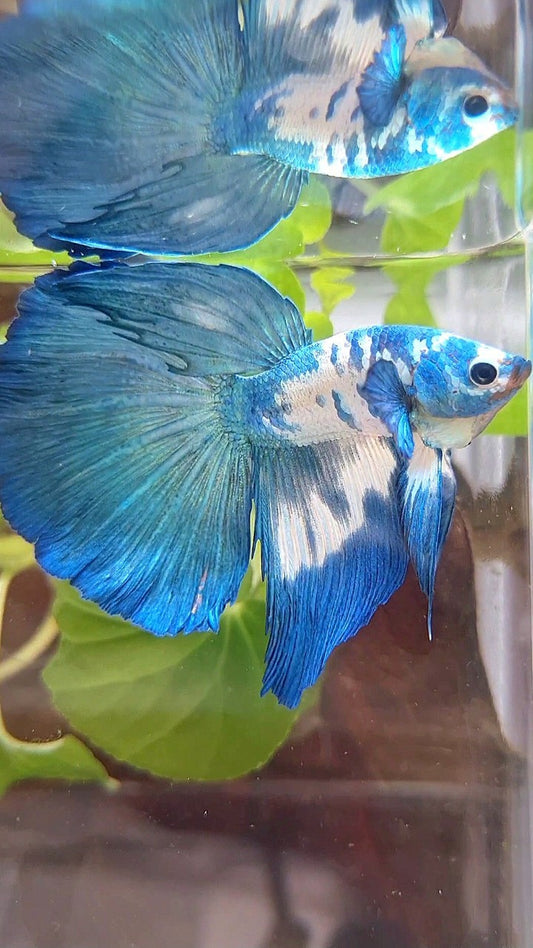 HALFMOON ROSETAIL BLUE DOTS MARBLE RIM BETTA FISH
