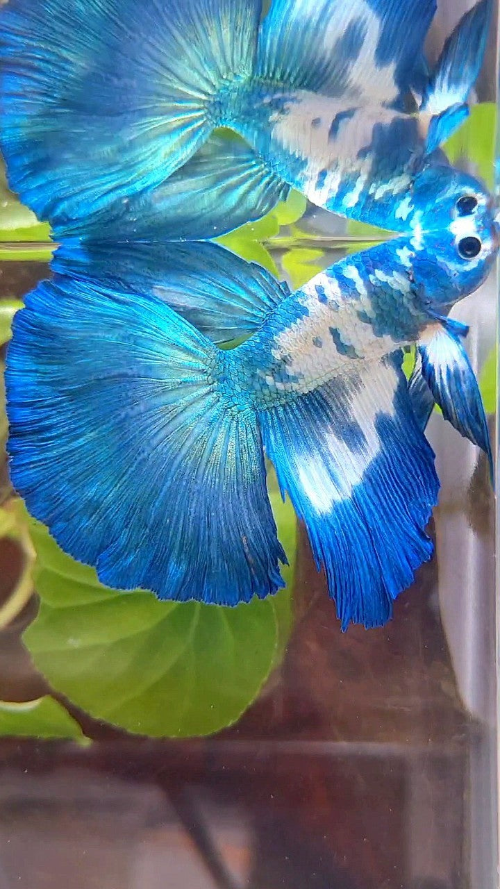 HALFMOON ROSETAIL BLUE DOTS MARBLE RIM BETTA FISH