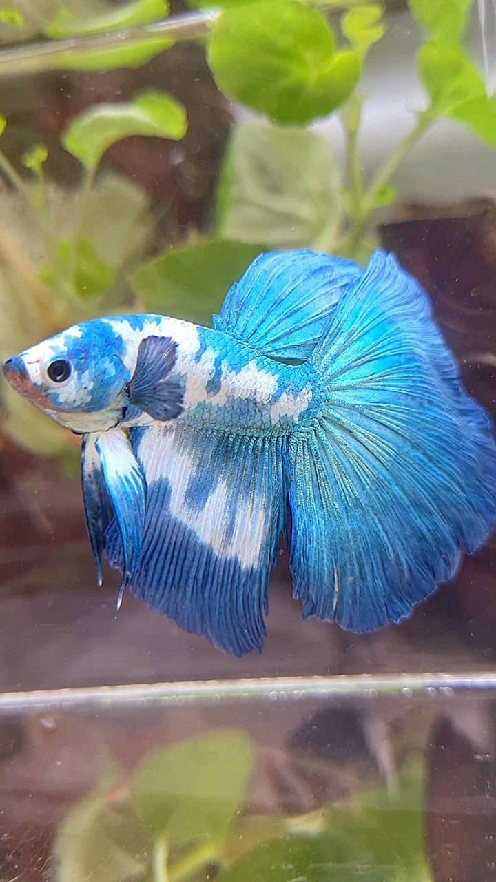 HALFMOON ROSETAIL BLUE DOTS MARBLE RIM BETTA FISH