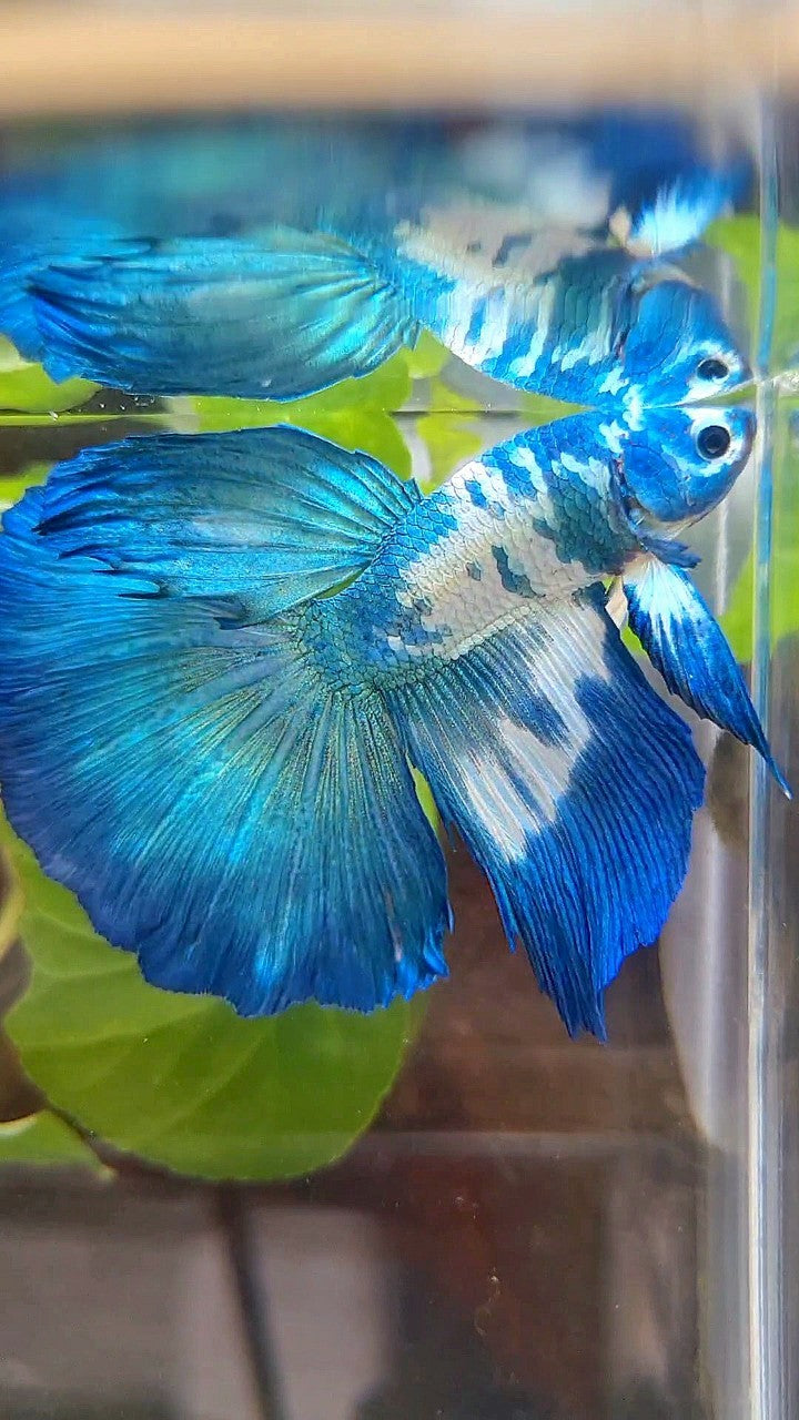 HALFMOON ROSETAIL BLUE DOTS MARBLE RIM BETTA FISH