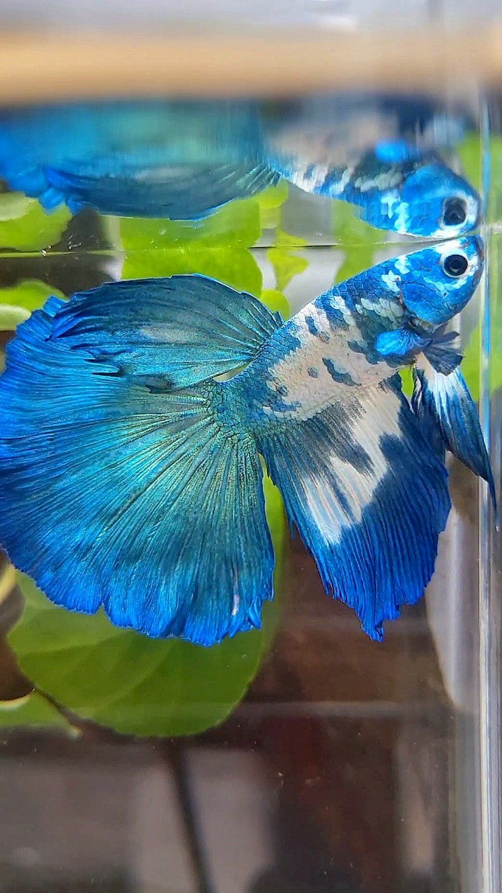 HALFMOON ROSETAIL BLUE DOTS MARBLE RIM BETTA FISH