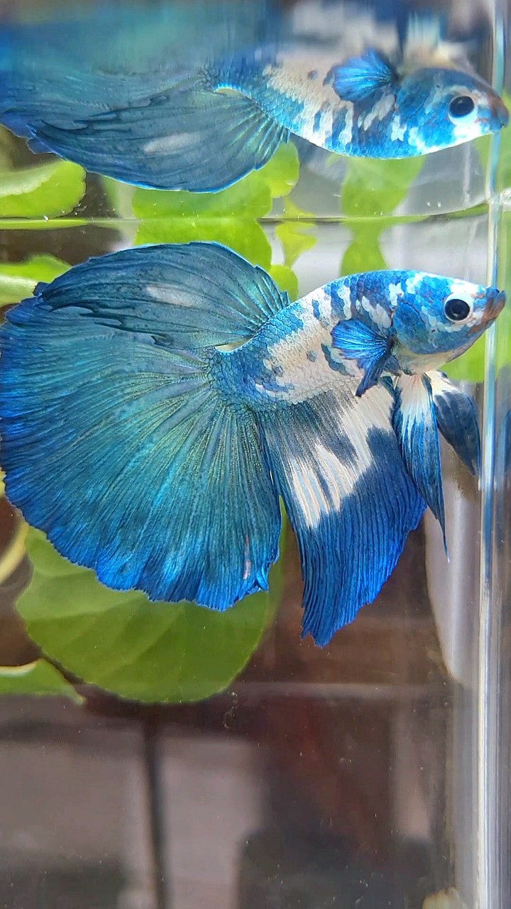 HALFMOON ROSETAIL BLUE DOTS MARBLE RIM BETTA FISH