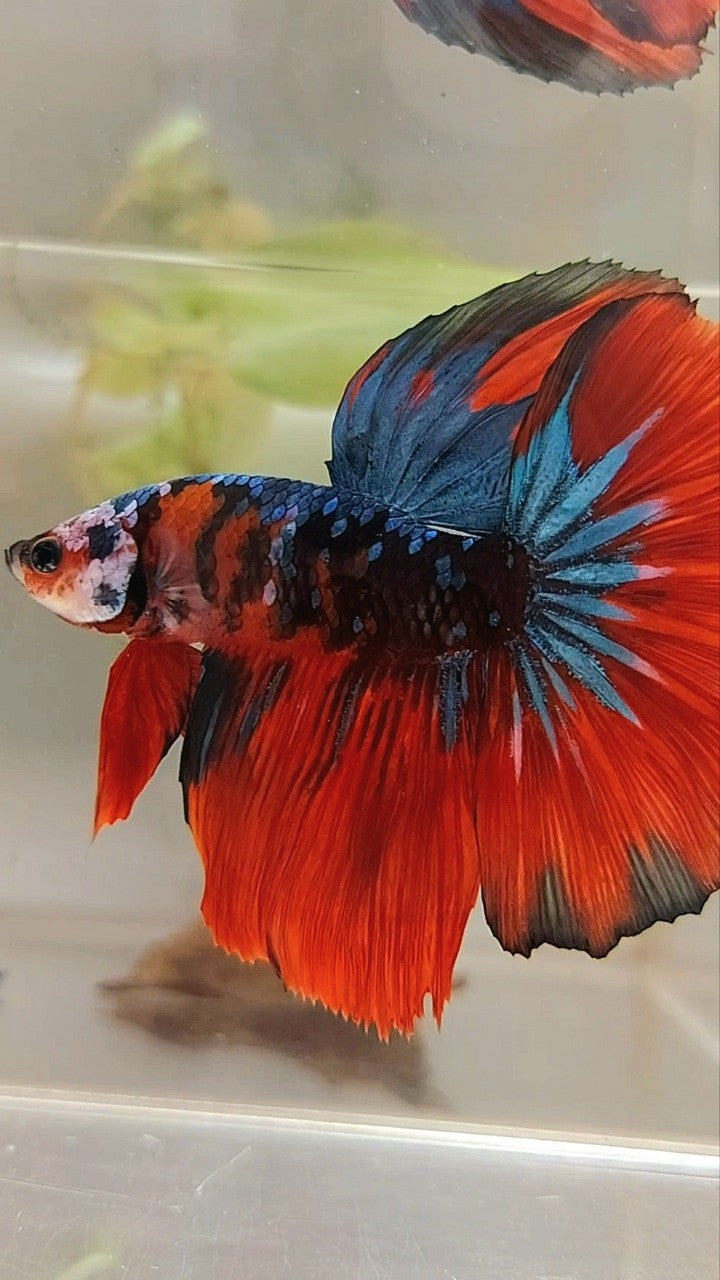 HALFMOON ROSETAIL SCHWARZ BLAU GALAXY ROT MEHRFARBIGER BETTA-FISCH