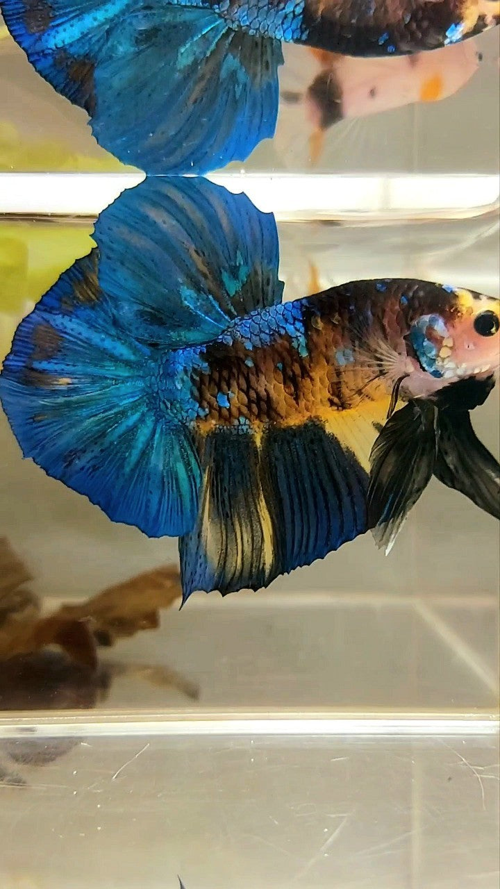 GIANT HMPK BO 5,5CM BLUE YELLOW KOI GALAXY MULTICOLOR BETTA FISH