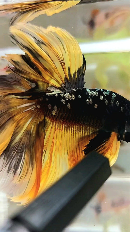 RIESIGE GRÖSSE HALFMOON OVERTAIL ROSETAIL TL 8CM SCHWARZ GALAXY KUPFER GOLD AVATAR GELB BETTA FISCH