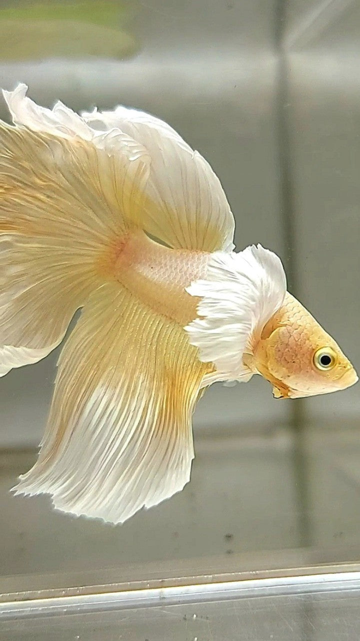 HALFMOON DUMBO EAR YELLOW BETTA FISH