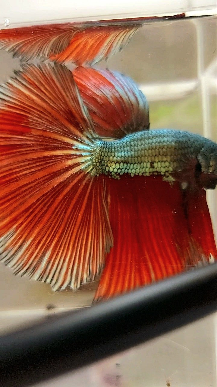 XL HALFMOON RED COPPER DRAGON BETTA FISH