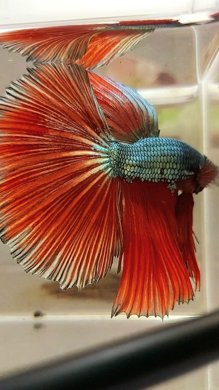 XL HALFMOON RED COPPER DRAGON BETTA FISH