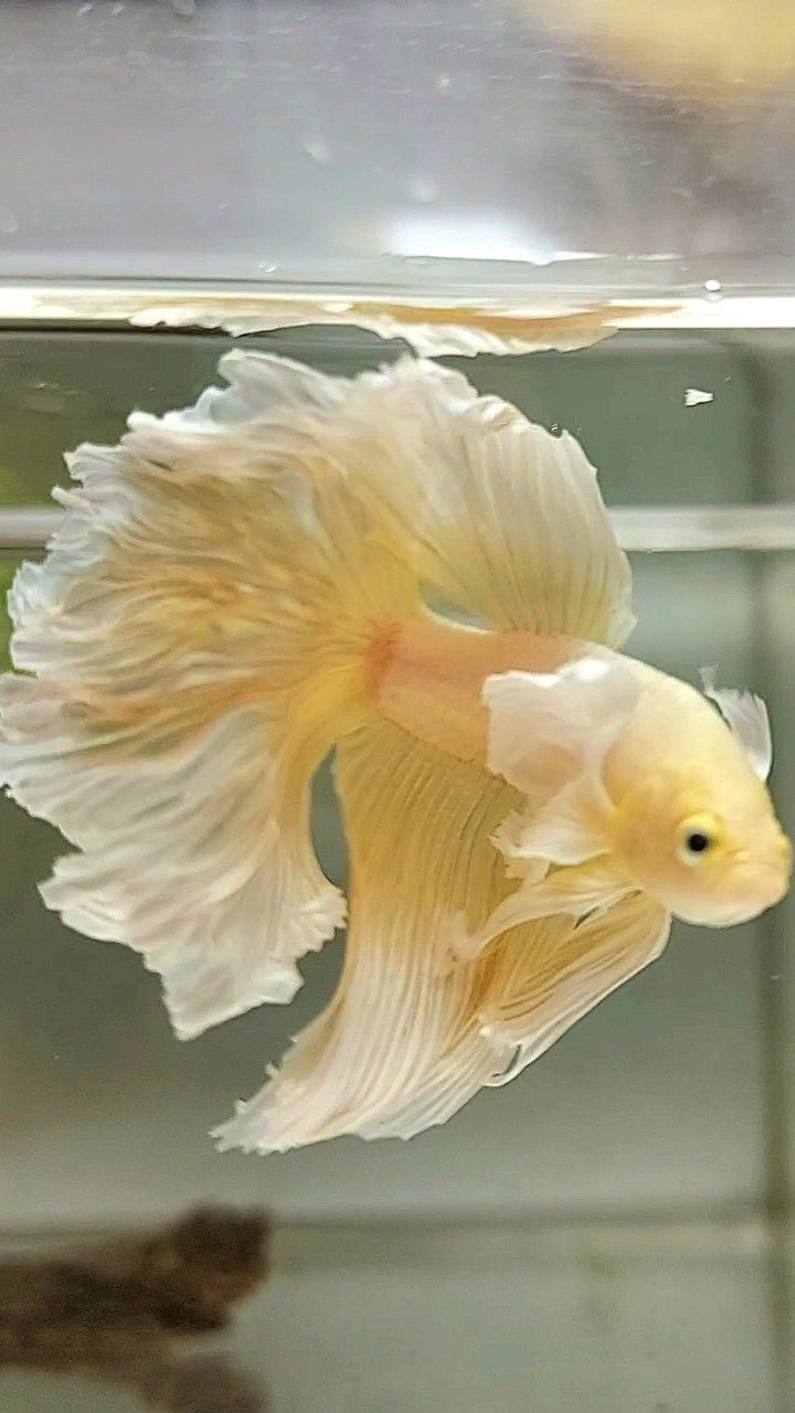 HALFMOON DUMBO EAR YELLOW BETTA FISH