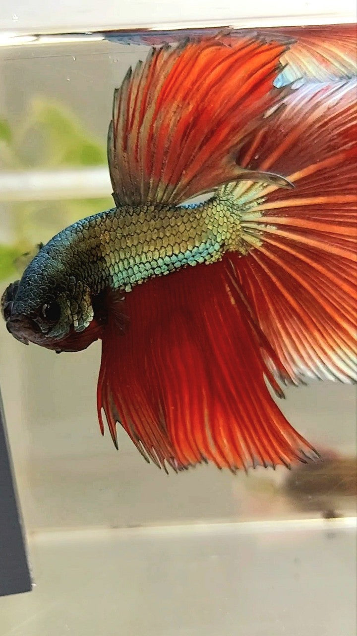 XL HALFMOON RED COPPER DRAGON BETTA FISH