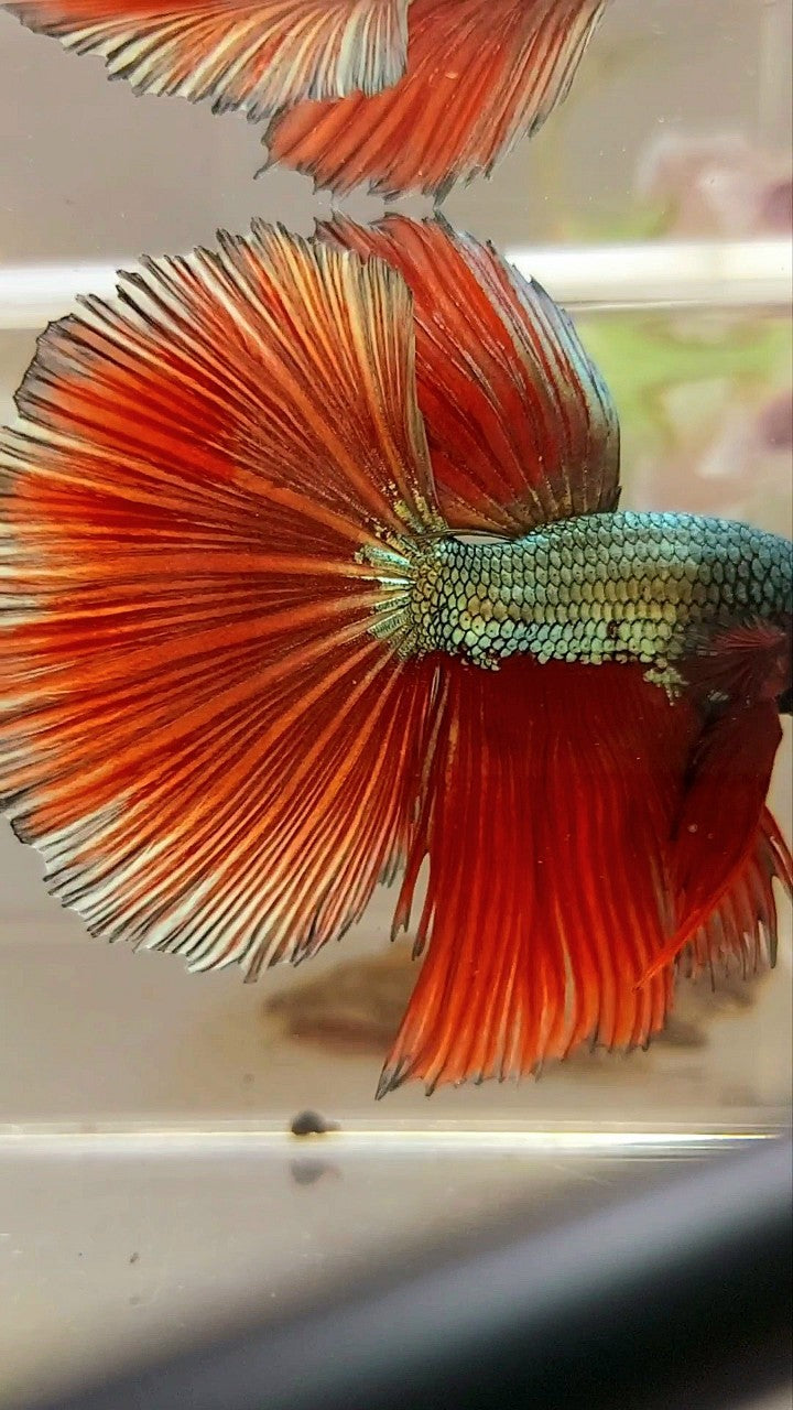 XL HALFMOND ROTER KUPFER DRACHEN BETTA FISCH