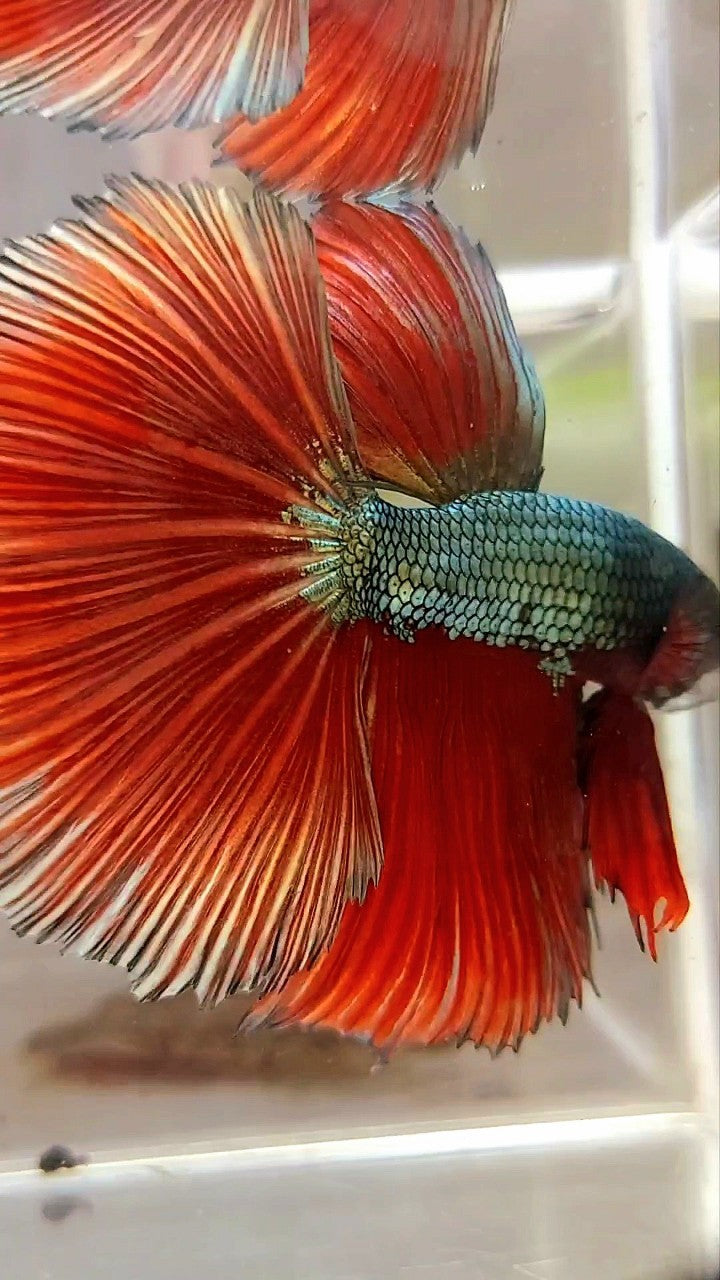 XL HALFMOON RED COPPER DRAGON BETTA FISH