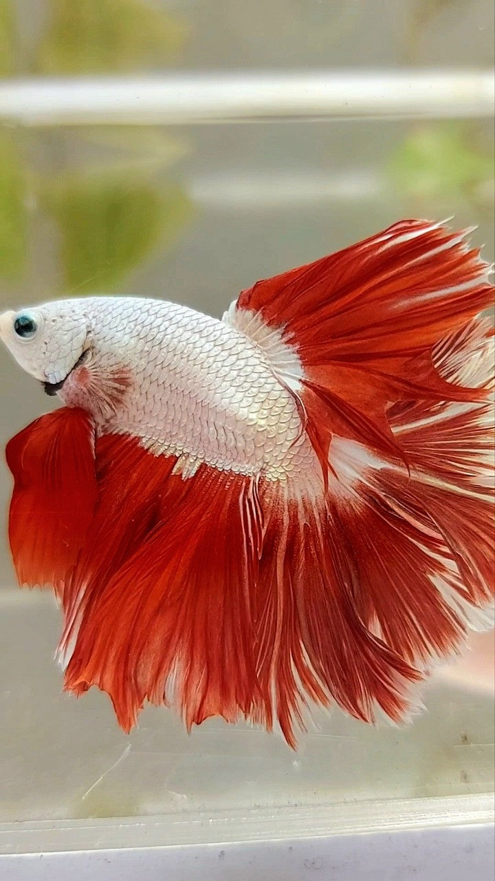 HALFMOON FEATHER TAIL RED DRAGON BETTA FISH