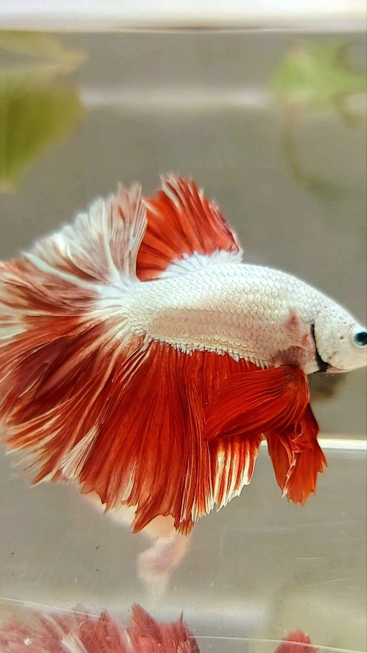 HALFMOON FEATHER TAIL RED DRAGON BETTA FISH