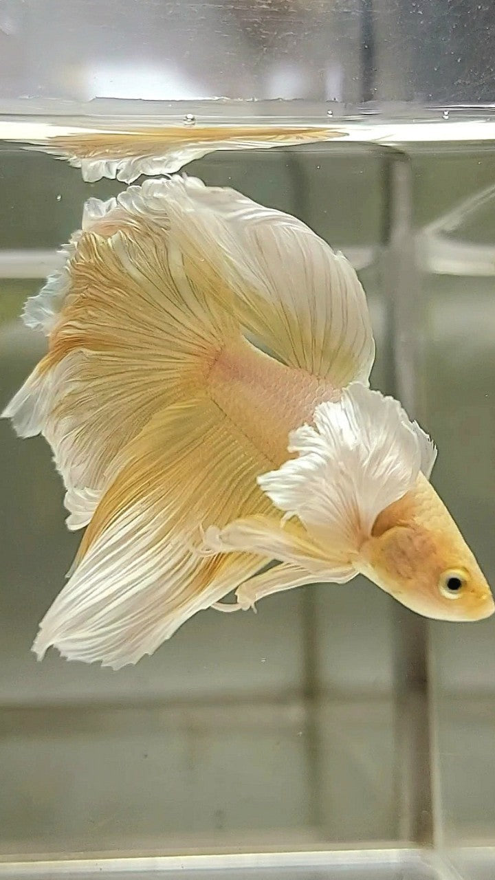 HALFMOON DUMBO EAR YELLOW BETTA FISH