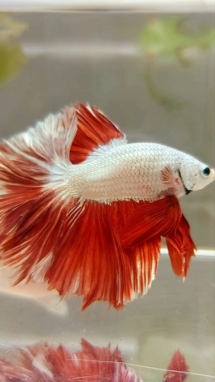 HALFMOON FEATHER TAIL RED DRAGON BETTA FISH