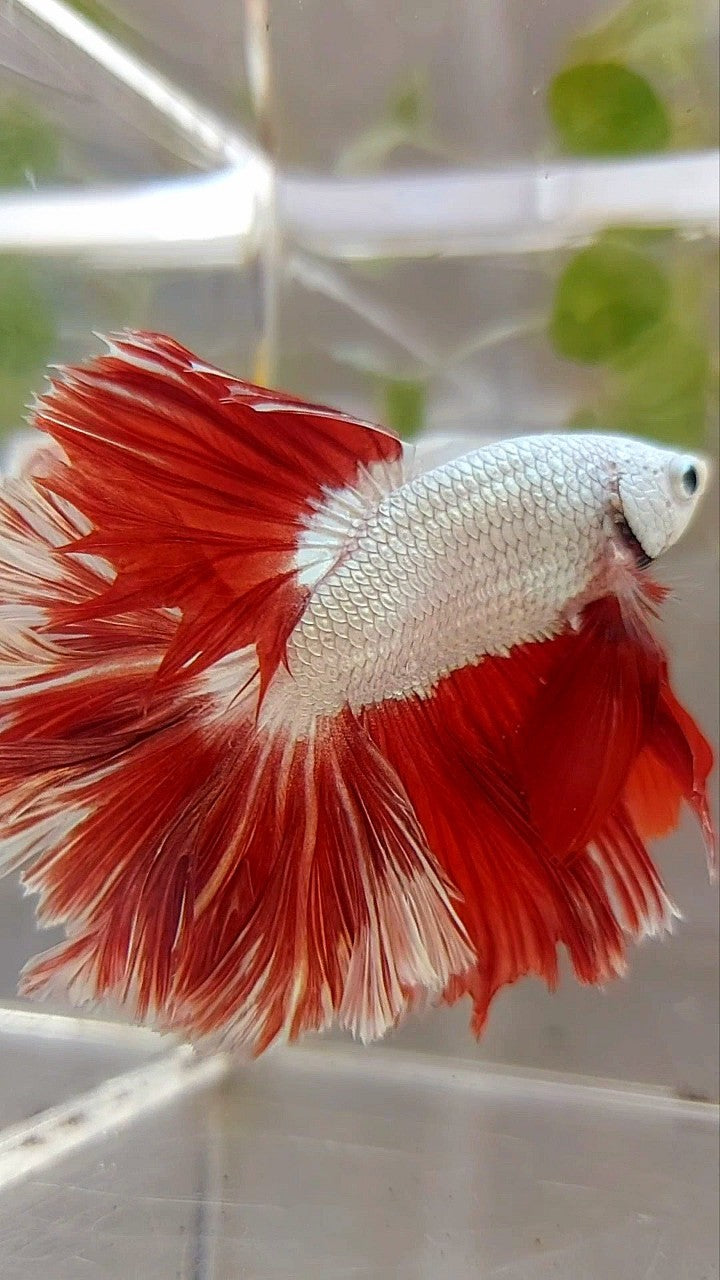 HALFMOON FEATHER TAIL RED DRAGON BETTA FISH