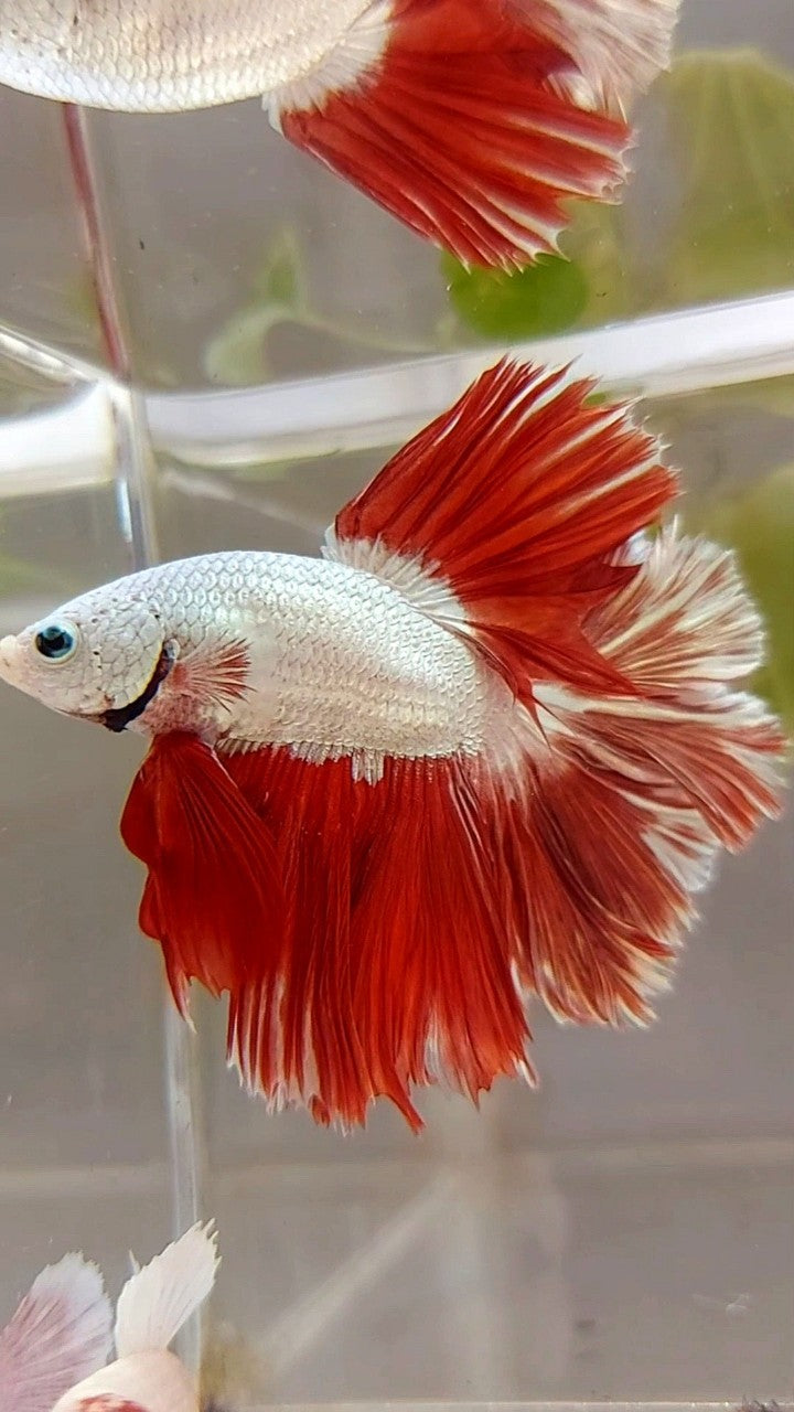 HALFMOON FEATHER TAIL RED DRAGON BETTA FISH