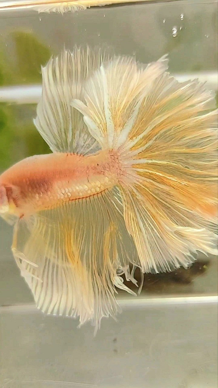 XL HALFMOON OVER FEATHER TAIL GOLDEN TRANSPARENT BETTA FISH