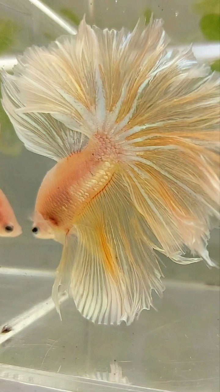 XL HALFMOON OVER FEATHER TAIL GOLDEN TRANSPARENT BETTA FISH