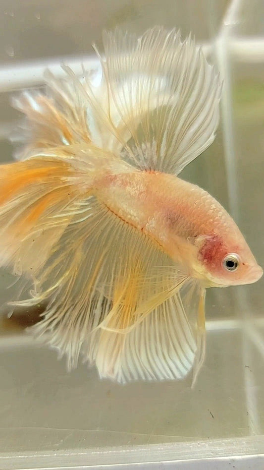 XL HALFMOON OVER FEATHER TAIL GOLDEN TRANSPARENT BETTA FISH