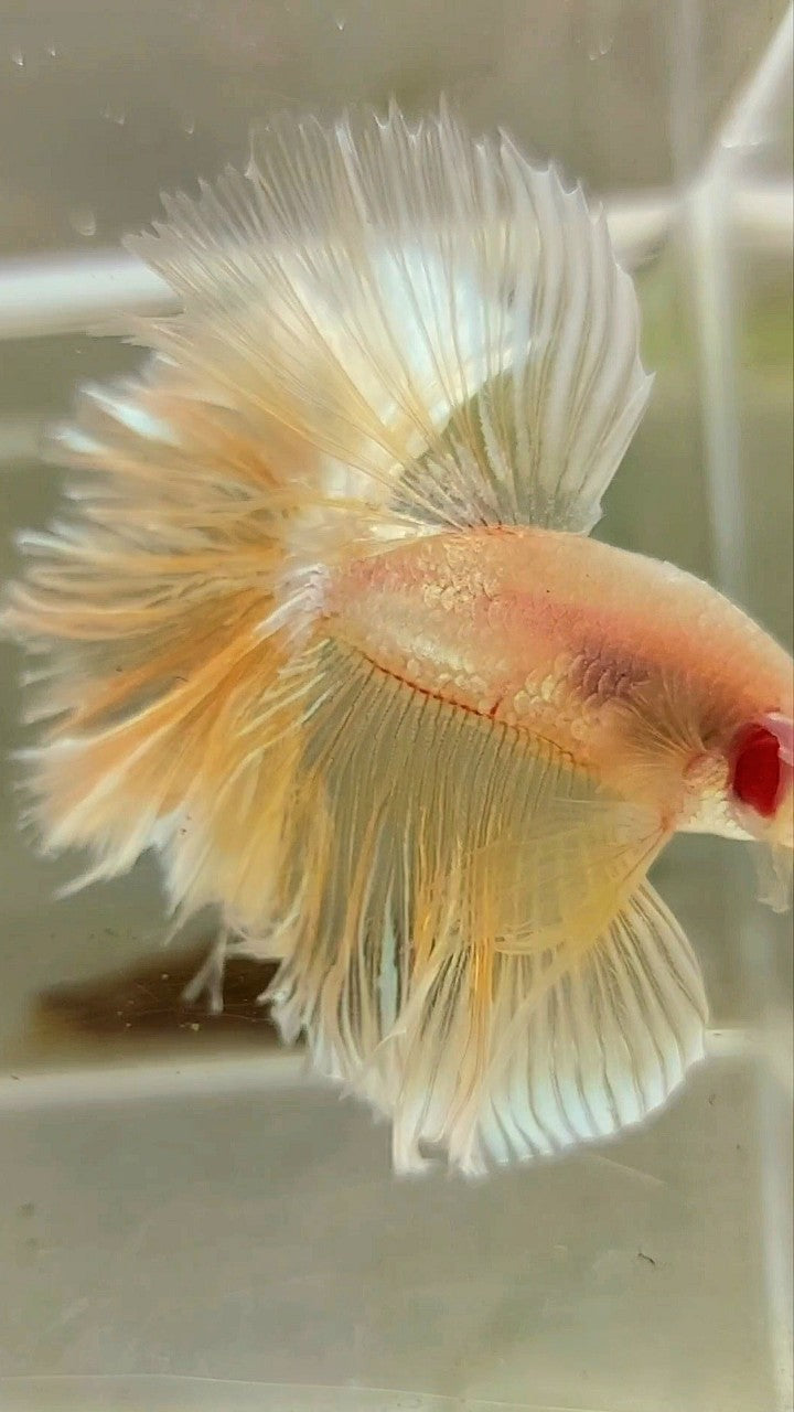 XL HALFMOON OVER FEATHER TAIL GOLDEN TRANSPARENT BETTA FISH