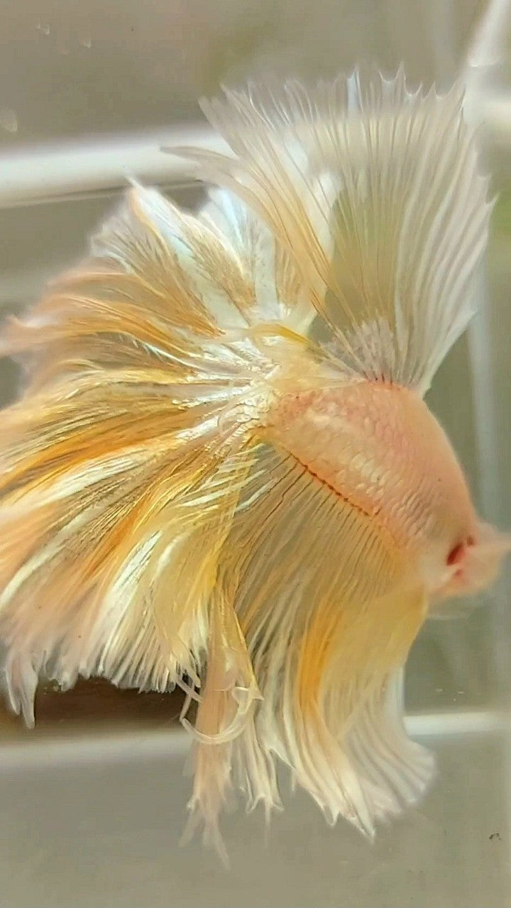 XL HALFMOON OVER FEATHER TAIL GOLDEN TRANSPARENT BETTA FISH