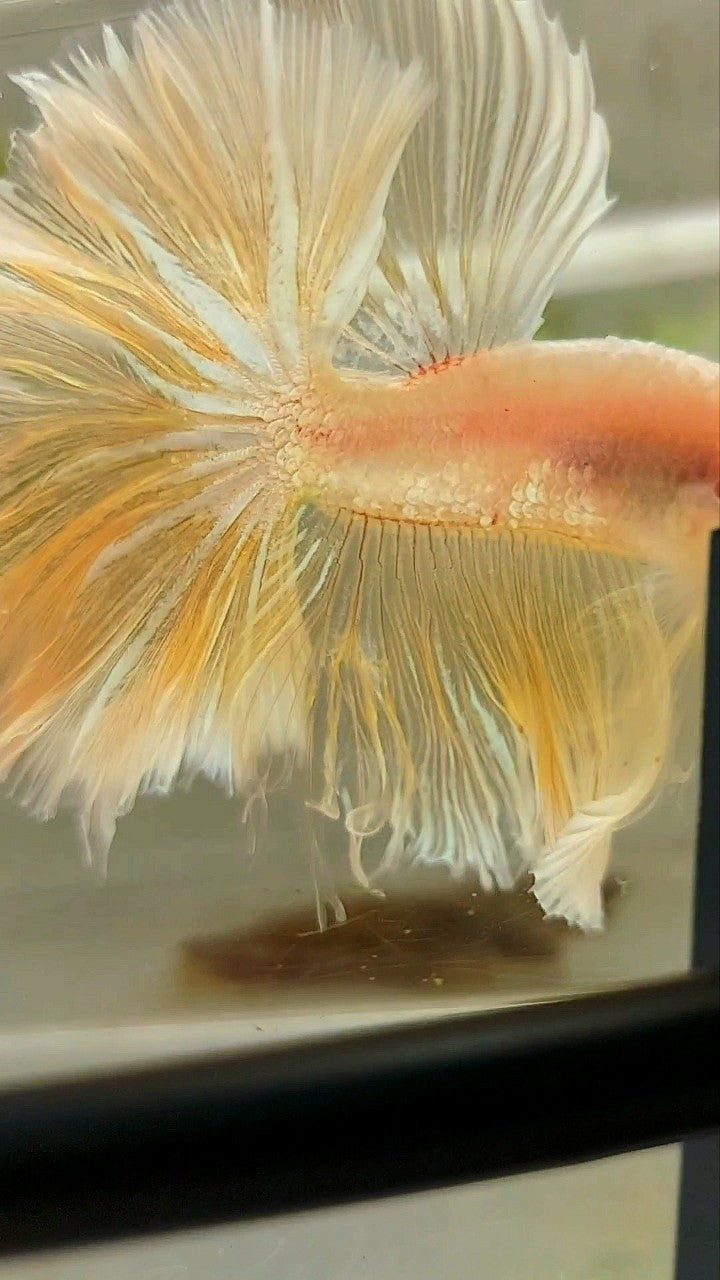 XL HALFMOON OVER FEATHER TAIL GOLDEN TRANSPARENT BETTA FISH