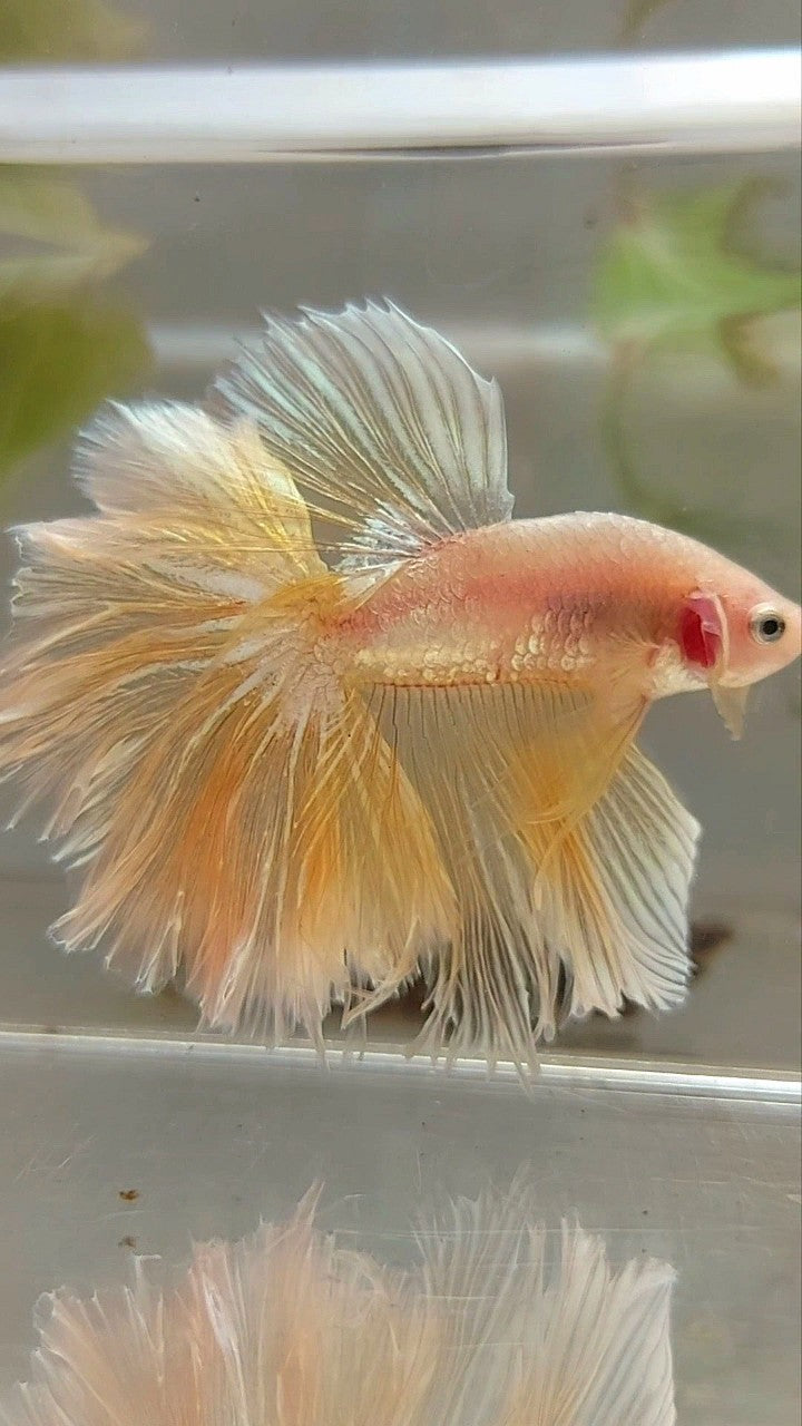 XL HALFMOON OVER FEATHER TAIL GOLDEN TRANSPARENT BETTA FISH