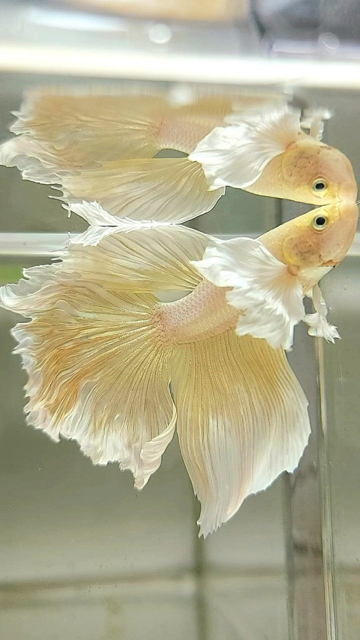 HALFMOON DUMBO EAR YELLOW BETTA FISH