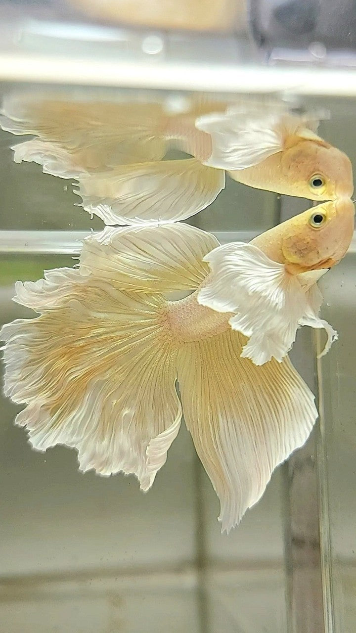 HALFMOON DUMBO EAR YELLOW BETTA FISH