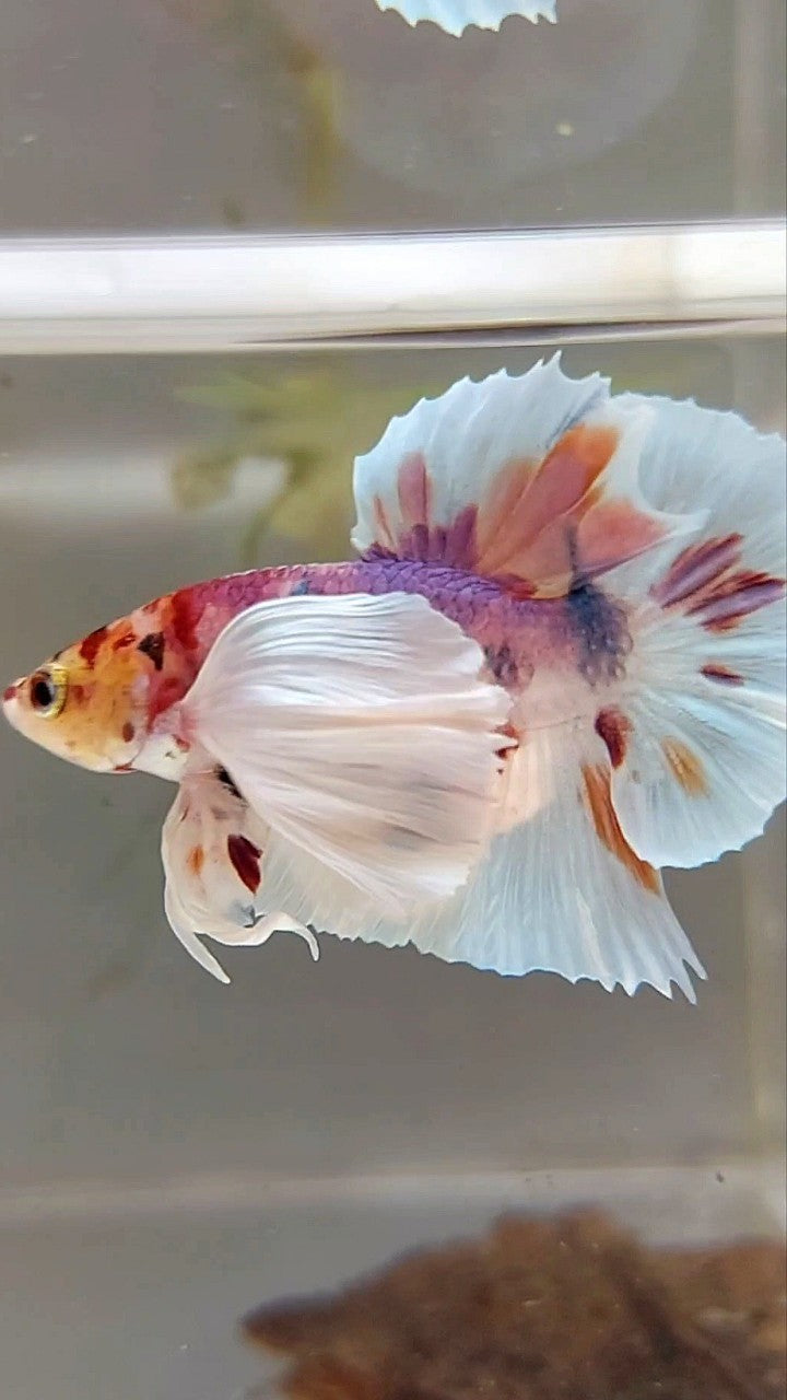 PLAKAT SUPER DUMBO EAR WHITE CANDY MULTICOLOR BETTA FISH