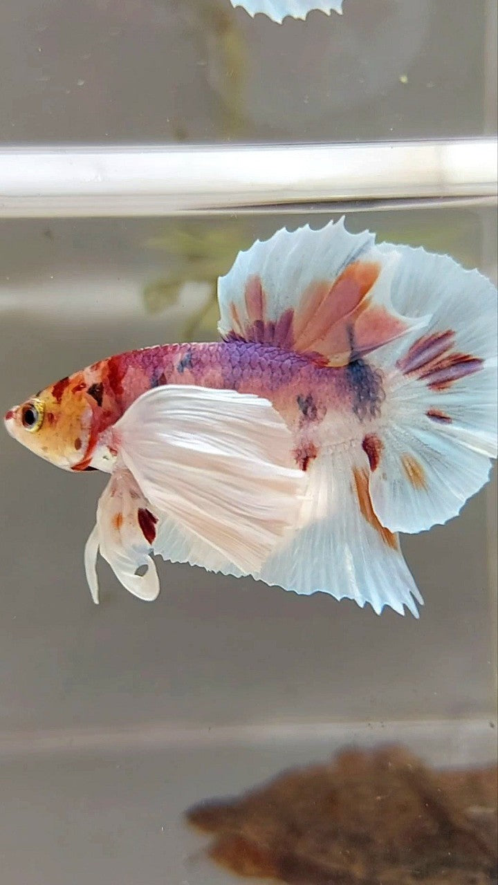 PLAKAT SUPER DUMBO EAR WHITE CANDY MULTICOLOR BETTA FISH