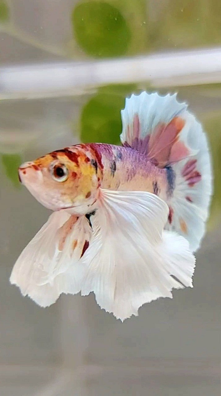 PLAKAT SUPER DUMBO EAR WHITE CANDY MULTICOLOR BETTA FISH