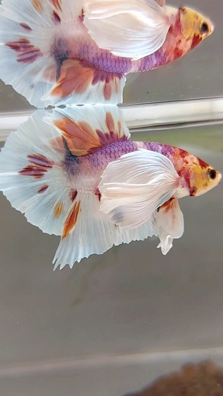 PLAKAT SUPER DUMBO EAR WHITE CANDY MULTICOLOR BETTA FISH