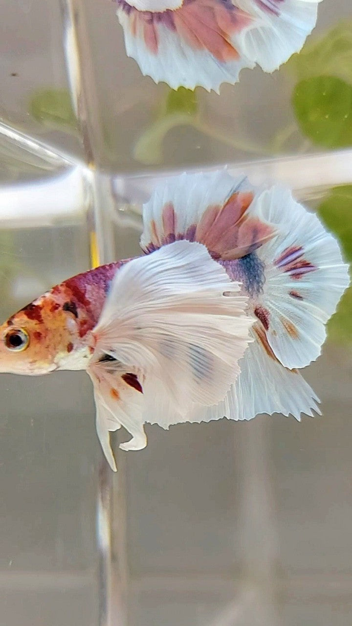 PLAKAT SUPER DUMBO EAR WHITE CANDY MULTICOLOR BETTA FISH