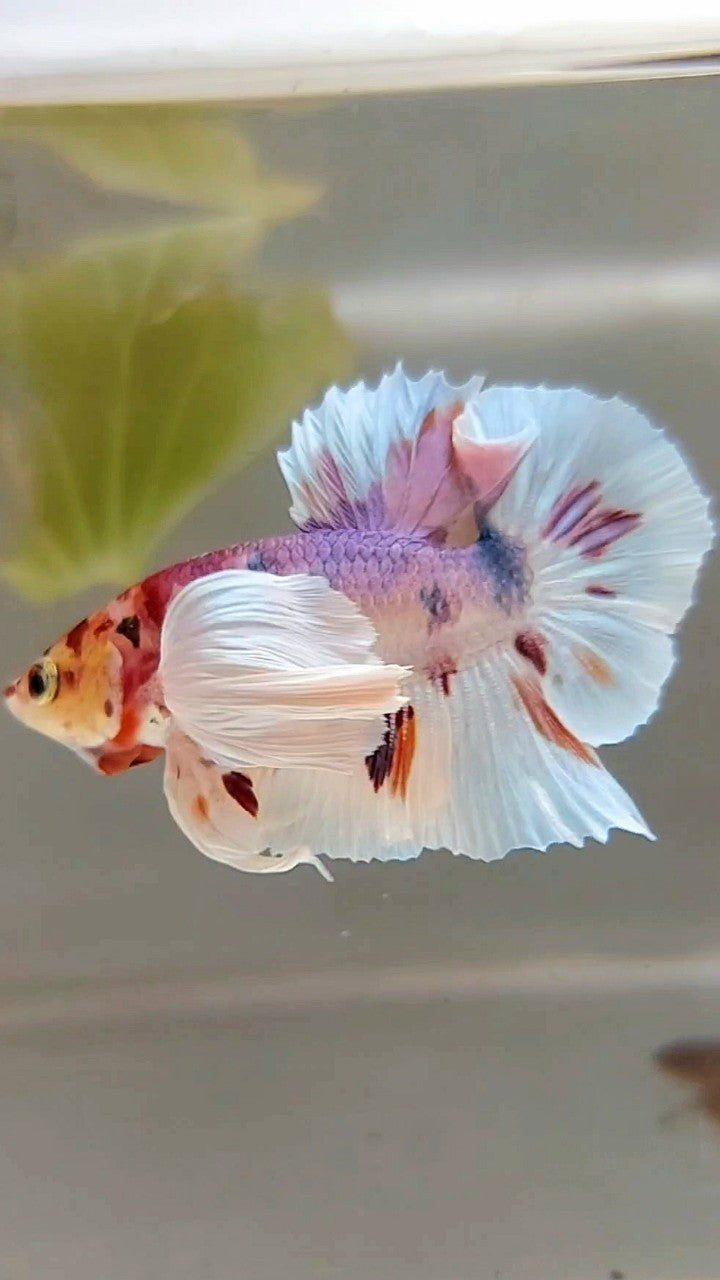 PLAKAT SUPER DUMBO EAR WHITE CANDY MULTICOLOR BETTA FISH