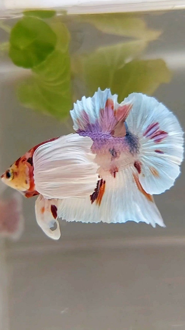 PLAKAT SUPER DUMBO EAR WHITE CANDY MULTICOLOR BETTA FISH