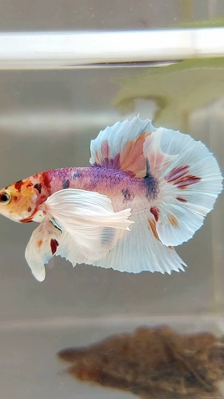 PLAKAT SUPER DUMBO EAR WHITE CANDY MULTICOLOR BETTA FISH