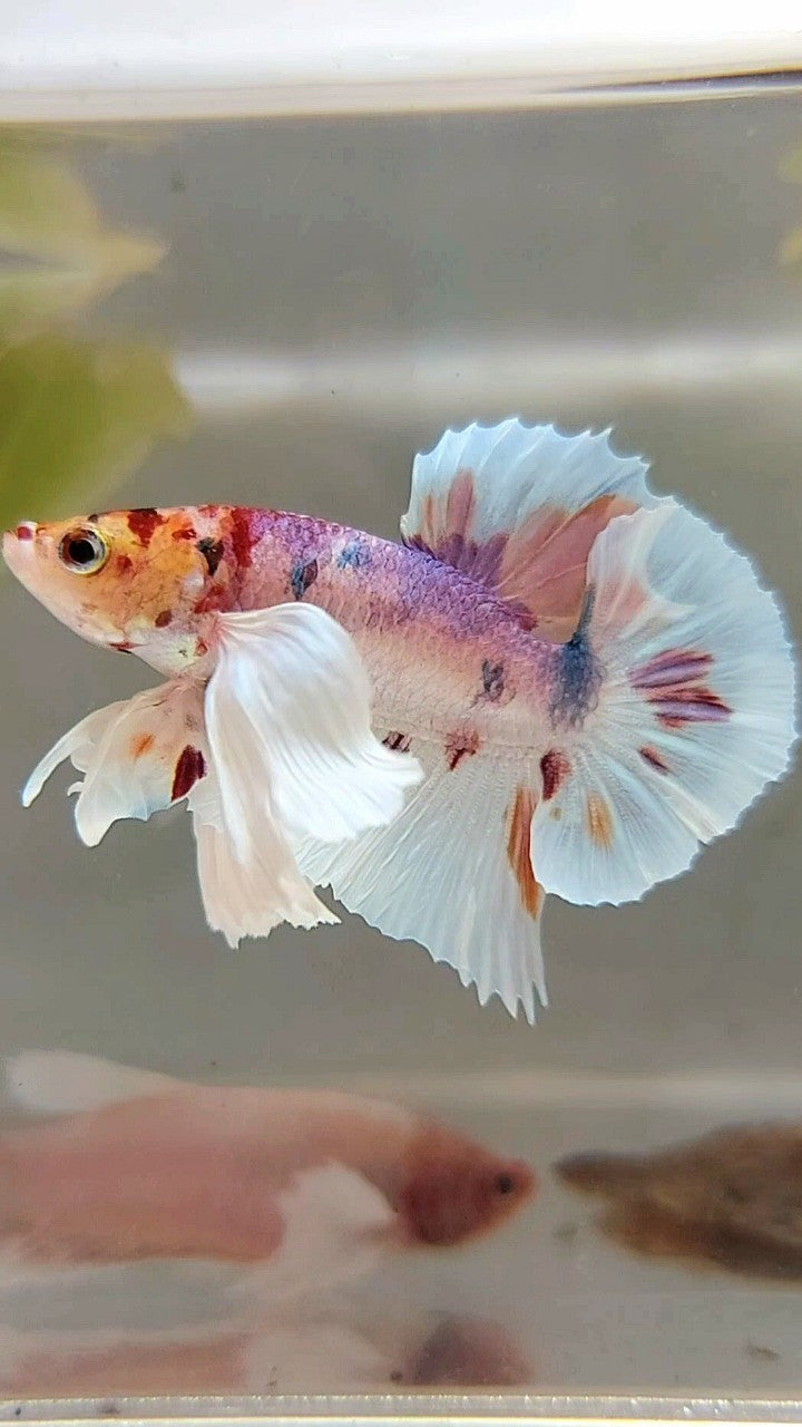 PLAKAT SUPER DUMBO EAR WHITE CANDY MULTICOLOR BETTA FISH