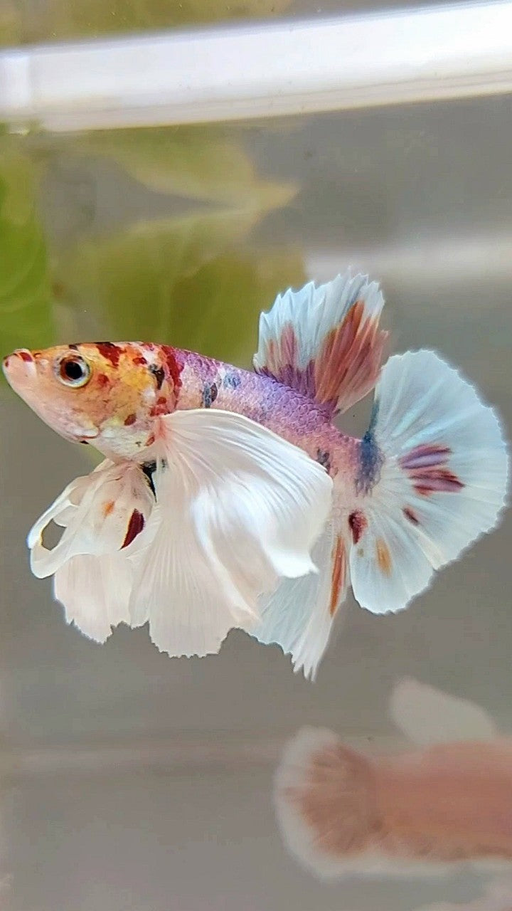 PLAKAT SUPER DUMBO EAR WHITE CANDY MULTICOLOR BETTA FISH