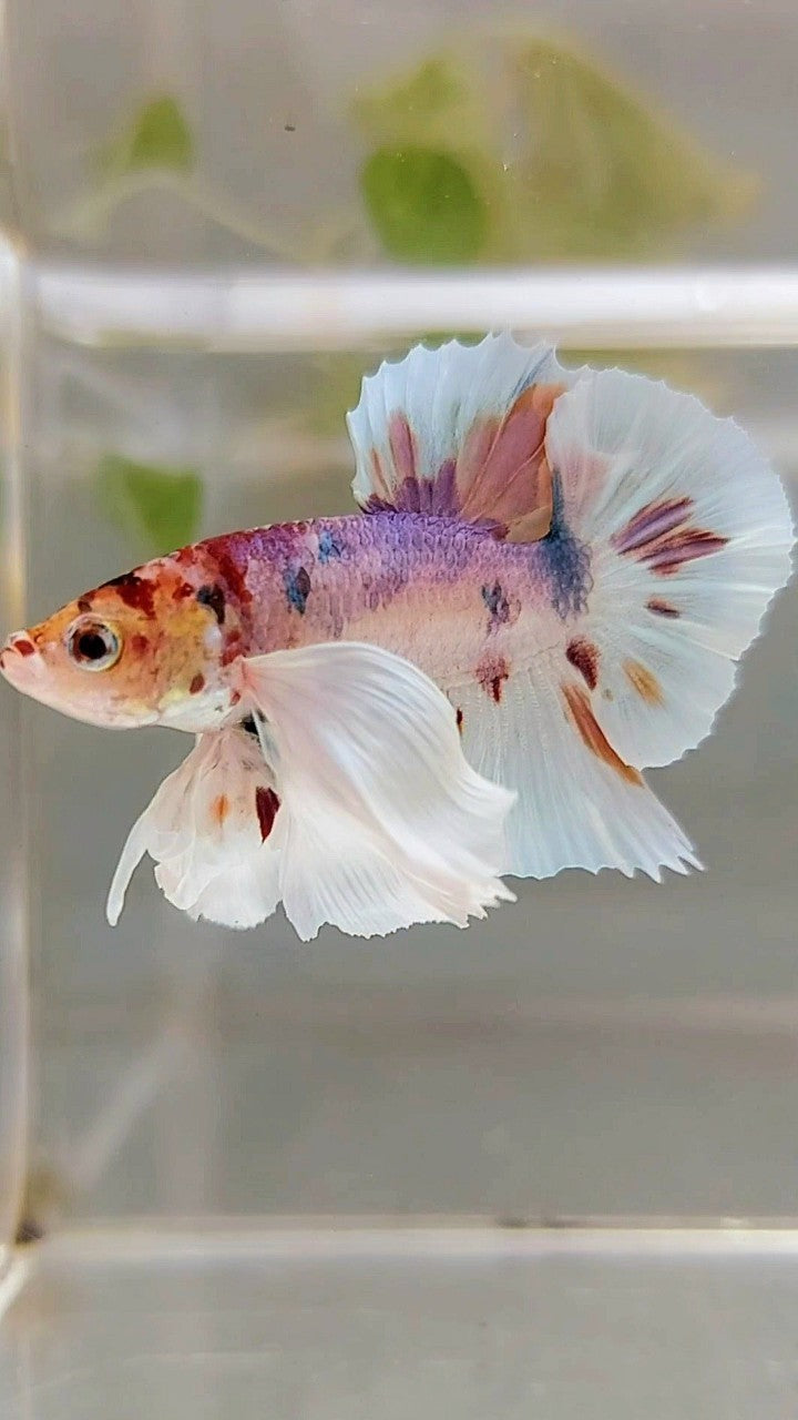 PLAKAT SUPER DUMBO EAR WHITE CANDY MULTICOLOR BETTA FISH